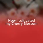 How I cultivated my Cherry Blossom