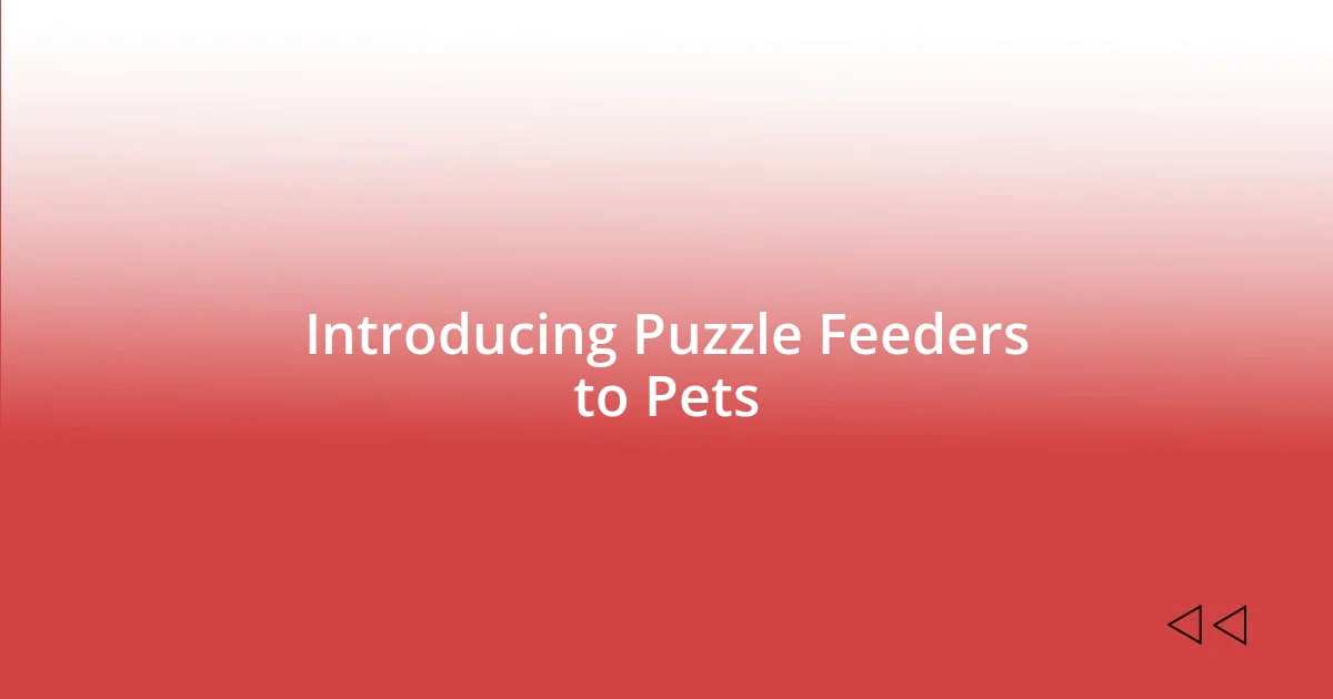 Introducing Puzzle Feeders to Pets